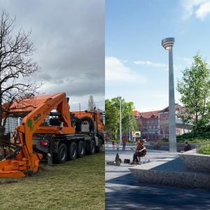 Koniec bezhlavých výrubov. Developeri chcú presádzať stromy, využívajú pokročilé technológie