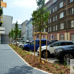 Tobrucká, nové stromy na mieste, kde sa predtým parkovalo (aj na chodníku).