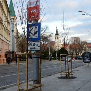 Novovysadené stromy na Hurbanovom námestí