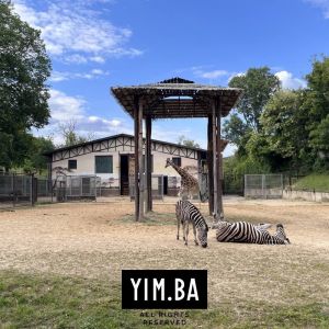 Výbeh pre zebry a žirafy. Autor: Adrian Gubčo / YIM.BA