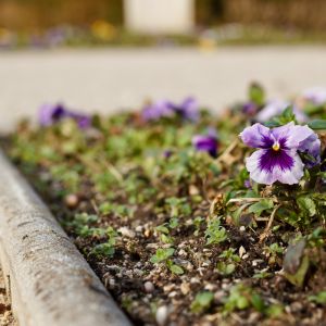 Zdroj: Mestská časť Bratislava - Staré Mesto